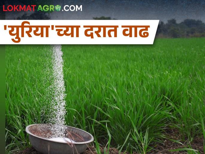 Bag of urea now 40 kg instead of 45; There will be a 24 percent rate hike | युरियाची बॅग आता ४५ ऐवजी ४० किलोची; २४ टक्क्यांनी दरात होणार वाढ Bag of urea now 40 kg instead of 45; There will be a 24 percent rate hike | युरियाची बॅग आता ४५ ऐवजी ४० किलोची; २४ टक्क्यांनी दरात होणार वाढ