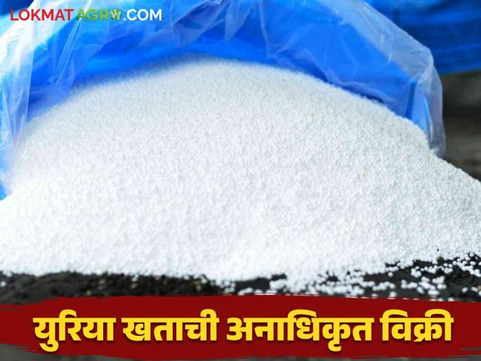 Urea Scam Case: Unauthorized urea sale by person; Action taken by the Department of Agriculture | Urea Scam Case:अनुदानित युरियावर अनधिकृतांचा डोळा; कृषी विभागाने केली कारवाई Urea Scam Case: Unauthorized urea sale by person; Action taken by the Department of Agriculture | Urea Scam Case:अनुदानित युरियावर अनधिकृतांचा डोळा; कृषी विभागाने केली कारवाई