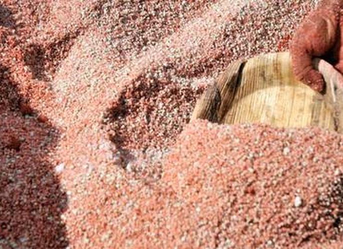Department of Agriculture focuses on urea, DAP fertilizer! | युरिया, डीएपी खतावर कृषी विभागाचा भर ! Department of Agriculture focuses on urea, DAP fertilizer! | युरिया, डीएपी खतावर कृषी विभागाचा भर !