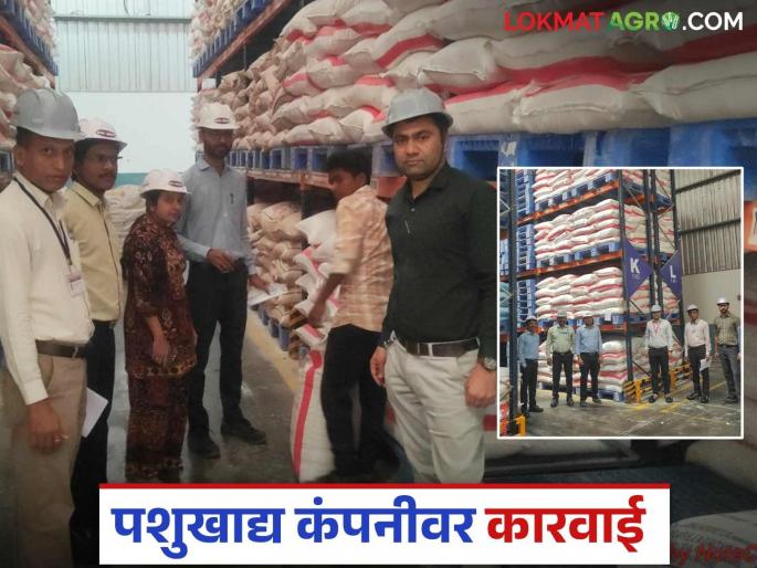 Latest News agriculture News Urea scam in Nashik, action taken against animal feed company, see details | Agriculture News : नाशिकमध्ये युरिया घोटाळा, पशुखाद्य कंपनीवर कारवाई, काय आहे प्रकरण?  Latest News agriculture News Urea scam in Nashik, action taken against animal feed company, see details | Agriculture News : नाशिकमध्ये युरिया घोटाळा, पशुखाद्य कंपनीवर कारवाई, काय आहे प्रकरण?