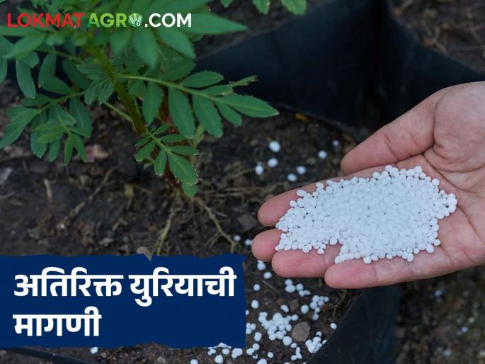 Due to good rains, the area under rabi season will increase this year; Demand for 1.2 million metric tons of urea from the Center | चांगल्या पावसामुळे यंदा रब्बी हंगामाचे क्षेत्र वाढणार; १२ लाख मेट्रिक टन युरियाची केंद्राकडे मागणी