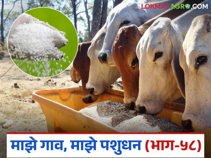 How was urea poisoning in livestock's? What should treatment be done? Read in detail | जनावरांत युरियाची विषबाधा कशी होती? कसे कराल उपाय? वाचा सविस्तर How was urea poisoning in livestock's? What should treatment be done? Read in detail | जनावरांत युरियाची विषबाधा कशी होती? कसे कराल उपाय? वाचा सविस्तर