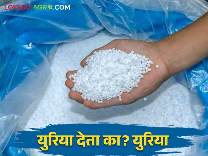 Farmers do not get urea; Refusal to supply urea by krishi seva kendra owner | Urea Supply Shortage: शेतकऱ्यांना मिळेना युरिया; कृषी केंद्र चालकाकडून युरिया देण्यास नकार Farmers do not get urea; Refusal to supply urea by krishi seva kendra owner | Urea Supply Shortage: शेतकऱ्यांना मिळेना युरिया; कृषी केंद्र चालकाकडून युरिया देण्यास नकार