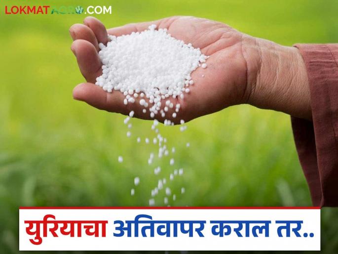 Did you know these things about urea? What can happen if you use it excessively? Read in detail | युरियाबद्दल ह्या गोष्टी तुम्हाला माहित आहेत का? अतिवापराने काय होऊ शकते? वाचा सविस्तर Did you know these things about urea? What can happen if you use it excessively? Read in detail | युरियाबद्दल ह्या गोष्टी तुम्हाला माहित आहेत का? अतिवापराने काय होऊ शकते? वाचा सविस्तर