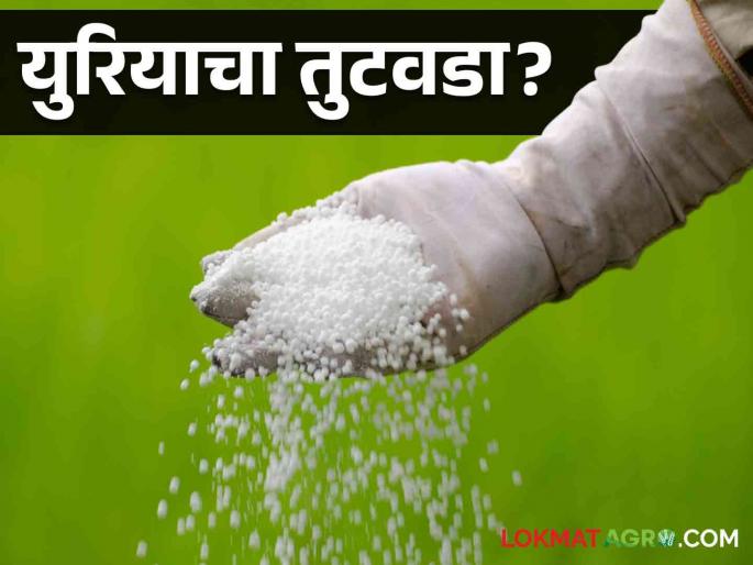 Latest News Shortage of urea, forced to take liquid, example in Nashik district  | Agriculture News : युरियासोबत लिक्विड घेण्यासाठी जबरदस्ती, किंमतही अधिक, नाशिक जिल्ह्यातील प्रकार  Latest News Shortage of urea, forced to take liquid, example in Nashik district  | Agriculture News : युरियासोबत लिक्विड घेण्यासाठी जबरदस्ती, किंमतही अधिक, नाशिक जिल्ह्यातील प्रकार