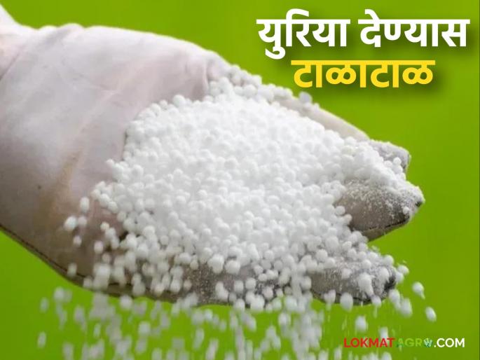 There is a reluctance to give urea as soon as linking is stopped; what is the matter? | लिंकिंग बंद होताच युरिया देण्यास होतेय टाळाटाळ; काय आहे प्रकरण? There is a reluctance to give urea as soon as linking is stopped; what is the matter? | लिंकिंग बंद होताच युरिया देण्यास होतेय टाळाटाळ; काय आहे प्रकरण?
