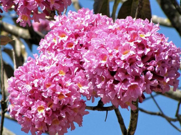 National tree of Paraguay Purple Pink Trumpet found in Kolhapur | कोल्हापुरात आढळला पॅराग्वे देशाच्या राष्ट्रवृक्ष "पर्पल-पिंक ट्रम्पेट"