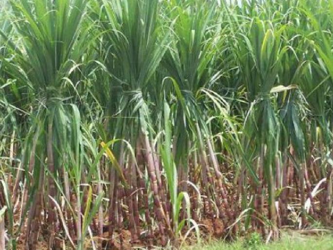 62 Percent flood affected sugarcane field only | अद्याप ६२ टक्के पूरबाधित ऊस शेतातच, कारखान्यांकडून थंडा प्रतिसाद 62 Percent flood affected sugarcane field only | अद्याप ६२ टक्के पूरबाधित ऊस शेतातच, कारखान्यांकडून थंडा प्रतिसाद