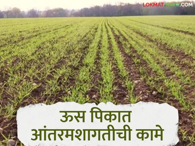 Latest News Intercropping is must for increasing sugarcane yield, read in detail | Sugarcane Farming : ऊस पीक वाढीसाठी आंतरमशागतीची 'ही' कामे कराच, वाचा सविस्तर 
