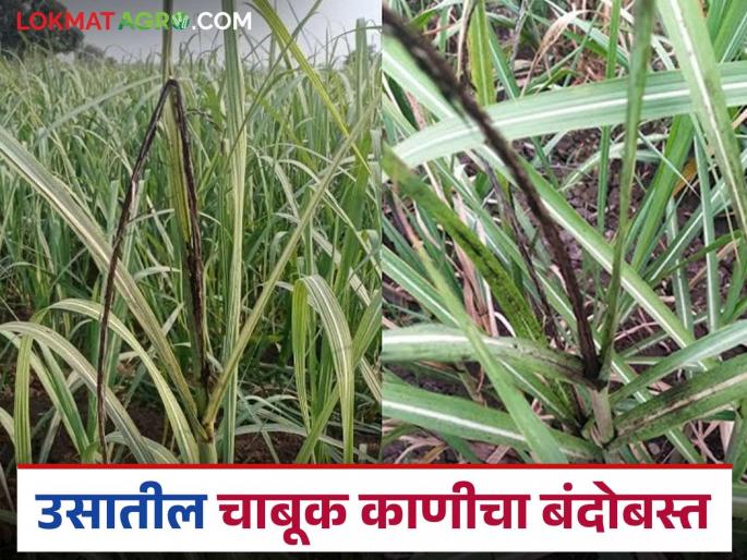 Whip Smut disease can occur in sugarcane ratoon crop in summer; what can be done to prevent it? | उन्हाळ्यात उसाच्या खोडवा पिकात होऊ शकतो चाबूक काणी रोगाचा प्रादुर्भाव; काय कराल उपाय? Whip Smut disease can occur in sugarcane ratoon crop in summer; what can be done to prevent it? | उन्हाळ्यात उसाच्या खोडवा पिकात होऊ शकतो चाबूक काणी रोगाचा प्रादुर्भाव; काय कराल उपाय?