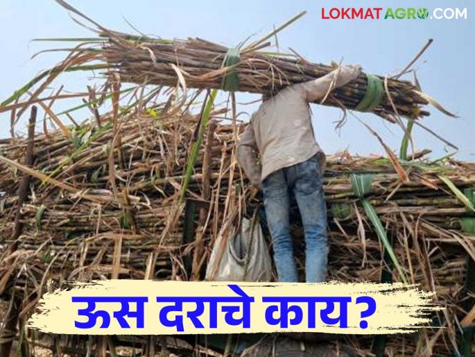 Sugarcane Season : Farmers decided to give sugarcane only to the one who gives the highest price | Sugarcane Season : शेतकऱ्यांनी ठरवलं जो जादा भाव देणार त्या कारखान्यालाच ऊस देणार Sugarcane Season : Farmers decided to give sugarcane only to the one who gives the highest price | Sugarcane Season : शेतकऱ्यांनी ठरवलं जो जादा भाव देणार त्या कारखान्यालाच ऊस देणार
