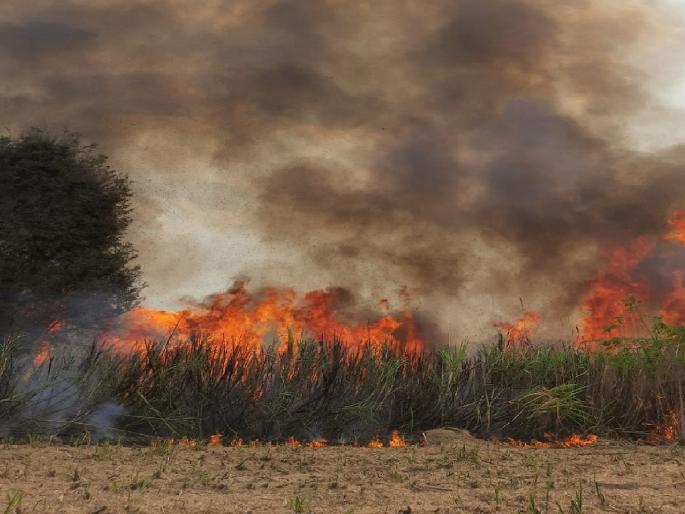 50 acres of sugarcane destroyed in fire due to short circuit at Walse satara district | वळसे येथे शॉर्टसर्किटमुळे लागलेल्या आगीत ५० एकर ऊस खाक, लाखोंचे नुकसान 50 acres of sugarcane destroyed in fire due to short circuit at Walse satara district | वळसे येथे शॉर्टसर्किटमुळे लागलेल्या आगीत ५० एकर ऊस खाक, लाखोंचे नुकसान