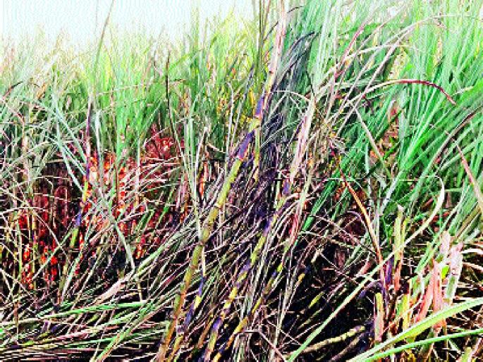 In the short circuit, 7 acres of sugarcane is destroyed, Kalamb incident | शॉर्ट सर्किटमुळे ७ एकर ऊस भस्मसात, कळंब येथील घटना In the short circuit, 7 acres of sugarcane is destroyed, Kalamb incident | शॉर्ट सर्किटमुळे ७ एकर ऊस भस्मसात, कळंब येथील घटना