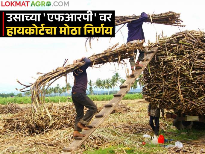 State government's arbitrary management of sugarcane FRP; There is a law to provide lump sum FRP but how? Read in detail | उसाच्या एफआरपीत राज्य सरकारचा मनमानी कारभार; एकरकमी एफआरपी देण्याचा कायदा नक्की आहे तरी कसा? वाचा सविस्तर State government's arbitrary management of sugarcane FRP; There is a law to provide lump sum FRP but how? Read in detail | उसाच्या एफआरपीत राज्य सरकारचा मनमानी कारभार; एकरकमी एफआरपी देण्याचा कायदा नक्की आहे तरी कसा? वाचा सविस्तर