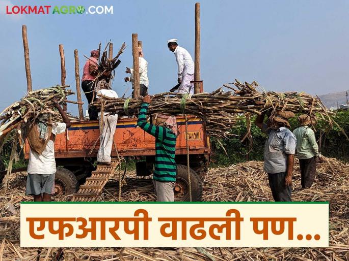 Central government increases FRP; But how much will this benefit farmers? Know in detail | केंद्र सरकारकडून एफआरपीत वाढ; पण याचा शेतकऱ्यांना होणार किती फायदा? जाणून घ्या सविस्तर