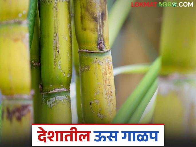439 sugar factories in the country are closed; Which state has the highest sugar production? | देशातील ४३९ साखर कारखान्यांची धुराडी बंद; कोणत्या राज्यात सर्वात जास्त साखर उत्पादन? 439 sugar factories in the country are closed; Which state has the highest sugar production? | देशातील ४३९ साखर कारखान्यांची धुराडी बंद; कोणत्या राज्यात सर्वात जास्त साखर उत्पादन?