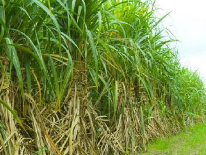 60 lakh 92 thousand 301 metric tons of sugarcane bagasse in Satara district | सातारा जिल्ह्यात ऊस गाळप वेगात, उताऱ्यात घट  60 lakh 92 thousand 301 metric tons of sugarcane bagasse in Satara district | सातारा जिल्ह्यात ऊस गाळप वेगात, उताऱ्यात घट