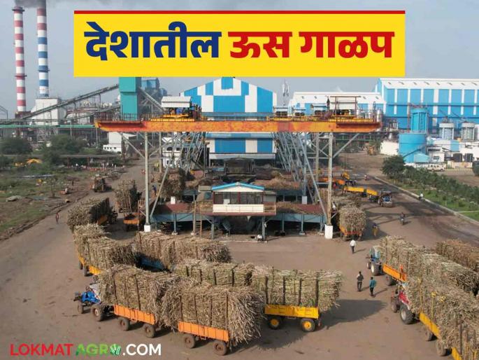 How much sugarcane is crushing and how much sugar is produced from 472 sugar factories across the country? | देशभरातील ४७२ साखर कारखान्यांतून किती ऊस गाळप अन् किती साखर उत्पादन