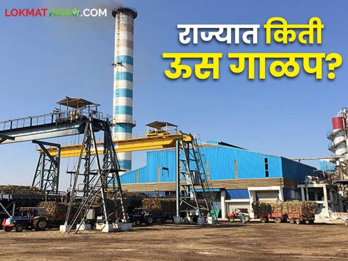 Sugarcane crushing 2024-25: 3 crore 71 lakh MT sugarcane crushing in 191 factories in the state | Us Galap 2024-25 : राज्यातील १९१ कारखान्यांमध्ये ३ कोटी ७१ लाख मे. टन ऊस गाळप Sugarcane crushing 2024-25: 3 crore 71 lakh MT sugarcane crushing in 191 factories in the state | Us Galap 2024-25 : राज्यातील १९१ कारखान्यांमध्ये ३ कोटी ७१ लाख मे. टन ऊस गाळप