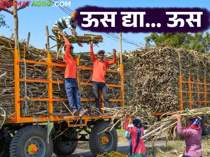 Sugarcane Galap : Sugarcane shortage for crushing; This is how sugarcane is giving to factory | Us Galap : गाळपासाठी उसाची कमतरता; अशी होतेय उसाची पळवापाळवी