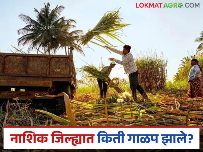 Latest News Agriculture News Nashik district reached milestone of crushing 1 million tons of sugarcane production see details | Agriculture News : नाशिक जिल्ह्यात 'हा' कारखाना गाळपात अव्वल, साखर उतारा किती? Latest News Agriculture News Nashik district reached milestone of crushing 1 million tons of sugarcane production see details | Agriculture News : नाशिक जिल्ह्यात 'हा' कारखाना गाळपात अव्वल, साखर उतारा किती?