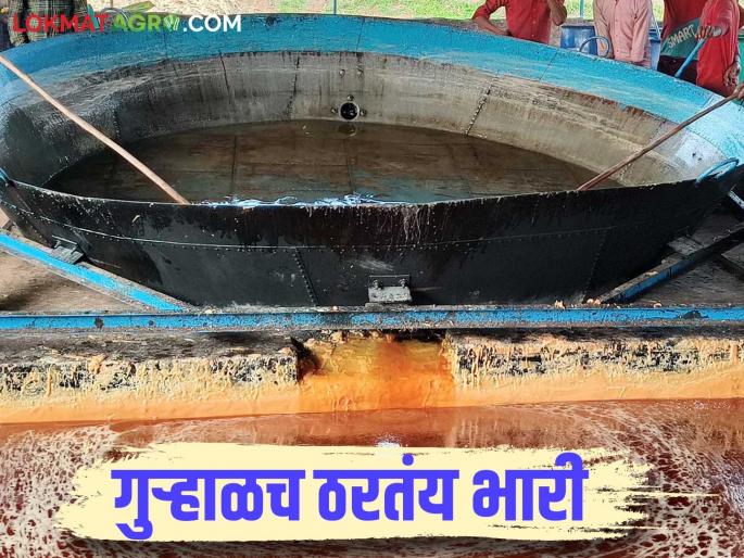 Sugarcane prices are being paid more by the jaggery unit than the factories; how is jaggery getting the price? | ऊस दरासाठी कारखान्यांपेक्षा गुऱ्हाळघरेच ठरताहेत भारी; गुळाला मिळतोय कसा दर? Sugarcane prices are being paid more by the jaggery unit than the factories; how is jaggery getting the price? | ऊस दरासाठी कारखान्यांपेक्षा गुऱ्हाळघरेच ठरताहेत भारी; गुळाला मिळतोय कसा दर?