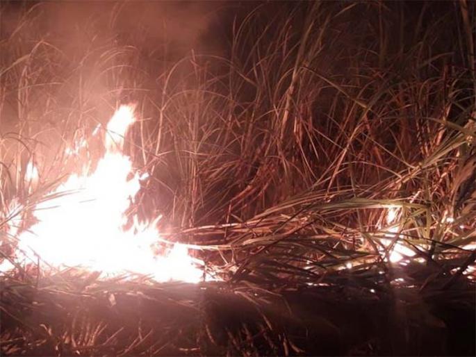People are in the forest and in the sloping city .. | लोक शिरले जंगलात अन् बिबटय़ा आला गावात.. People are in the forest and in the sloping city .. | लोक शिरले जंगलात अन् बिबटय़ा आला गावात..