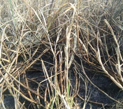 Six acres of sugarcane | सहा एकर ऊस आगीत खाक Six acres of sugarcane | सहा एकर ऊस आगीत खाक