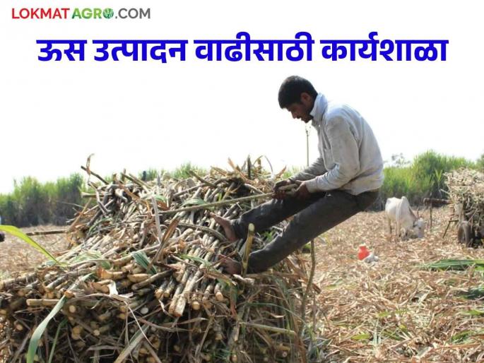 Latest News Sugarcane workshop organized by Sugar Task Force Committee in Pune | Agriculture News : पुण्यात ऊस उत्पादन वाढीसाठी कार्यशाळा संपन्न, साखर टास्क फोर्स समितीकडून आयोजन 