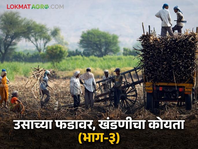 Sugarcane Harvesting : Farmers' organizations have lost their strength; Extortion for sugarcane cutting | Sugarcane Harvesting : शेतकरी संघटनांची कमी झाली रग; ऊसतोडीसाठी खंडणीची धग Sugarcane Harvesting : Farmers' organizations have lost their strength; Extortion for sugarcane cutting | Sugarcane Harvesting : शेतकरी संघटनांची कमी झाली रग; ऊसतोडीसाठी खंडणीची धग