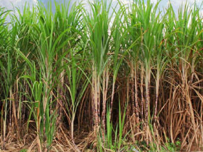 Kharif area in Kolhapur district decreased by 4 thousand, sugarcane increased by 16 thousand hectares | कोल्हापूर जिल्ह्यातील खरीप क्षेत्र ४ हजारांनी कमी, ऊस १६ हजार हेक्टरने वाढले Kharif area in Kolhapur district decreased by 4 thousand, sugarcane increased by 16 thousand hectares | कोल्हापूर जिल्ह्यातील खरीप क्षेत्र ४ हजारांनी कमी, ऊस १६ हजार हेक्टरने वाढले