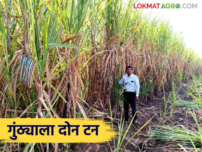 The success story of the Salgar brothers who achieved 82 tons of sugarcane per acre yield using this system on saline land | क्षारपड जमिनीत या प्रणालीचा वापर करून एकरी ८२ टन ऊस उत्पादन घेणाऱ्या सलगर बंधूंची यशकथा The success story of the Salgar brothers who achieved 82 tons of sugarcane per acre yield using this system on saline land | क्षारपड जमिनीत या प्रणालीचा वापर करून एकरी ८२ टन ऊस उत्पादन घेणाऱ्या सलगर बंधूंची यशकथा
