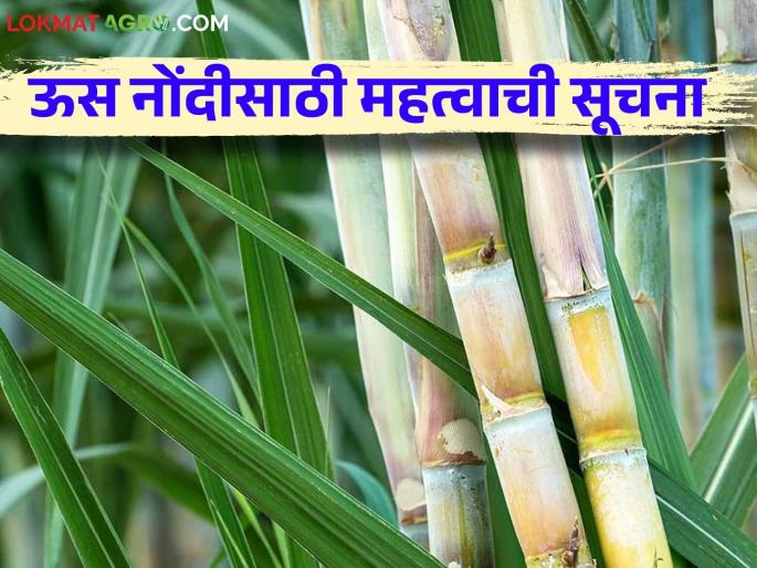 Farmers, these documents are now mandatory for sugarcane registration; Sugar Commissioner orders | शेतकऱ्यांनो ऊस नोंदीसाठी आता ही कागदपत्रे बंधनकारक; साखर आयुक्तांचा आदेश Farmers, these documents are now mandatory for sugarcane registration; Sugar Commissioner orders | शेतकऱ्यांनो ऊस नोंदीसाठी आता ही कागदपत्रे बंधनकारक; साखर आयुक्तांचा आदेश