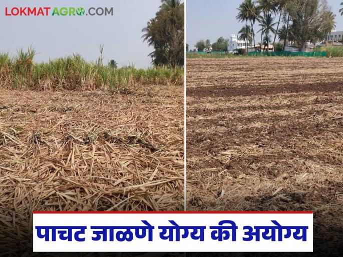 Instead of burning the sugarcane after it is broken, try this process; there will be numerous benefits | ऊस तुटून गेल्यावर पाचट जाळण्यापेक्षा त्यावर 'ही' प्रक्रिया करून बघा; होतील असंख्य फायदे