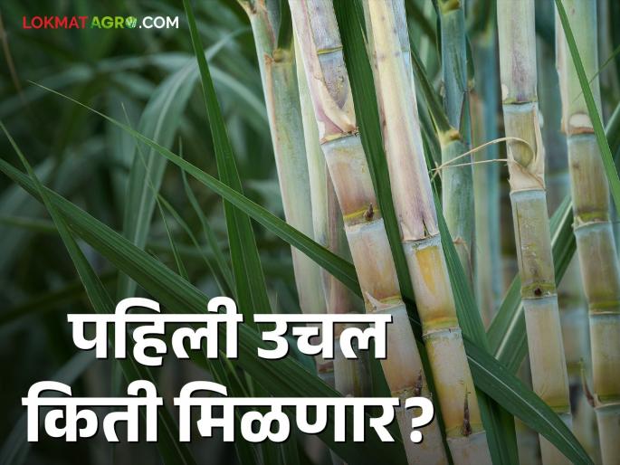 The season of sugar factory has started but how much will the first installment? | साखर कारखान्यांचा हंगाम सुरू पण किती मिळणार पहिली उचल The season of sugar factory has started but how much will the first installment? | साखर कारखान्यांचा हंगाम सुरू पण किती मिळणार पहिली उचल