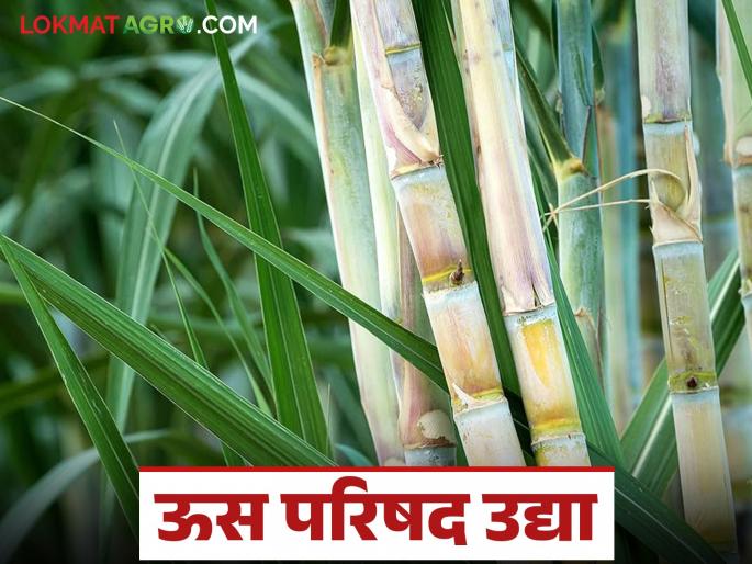 Swabhimani Us Parishad : Swabhimani's 24th Sugarcane Parishad tomorrow; Indications that the conference will be held on 'these' two issues | Swabhimani Us Parishad : स्वाभिमानीची २४वी ऊस परिषद उद्या; 'या' दोन मुद्यांवर परिषद गाजण्याचे संकेत