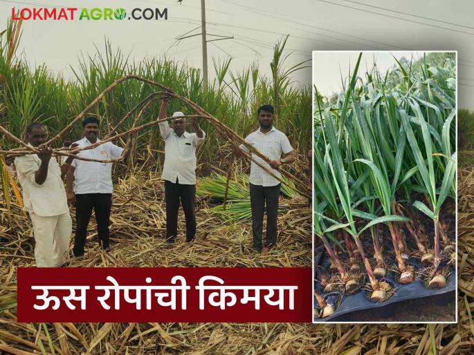 Farmer Success Story : Home based grown sugarcane seedlings yielded 115 tons per acre; read in details | Farmer Success Story : घरच्या घरी बनवलेल्या उसाच्या रोपांनी दिले एकरी ११५ टन उत्पन्न; वाचा सविस्तर  Farmer Success Story : Home based grown sugarcane seedlings yielded 115 tons per acre; read in details | Farmer Success Story : घरच्या घरी बनवलेल्या उसाच्या रोपांनी दिले एकरी ११५ टन उत्पन्न; वाचा सविस्तर