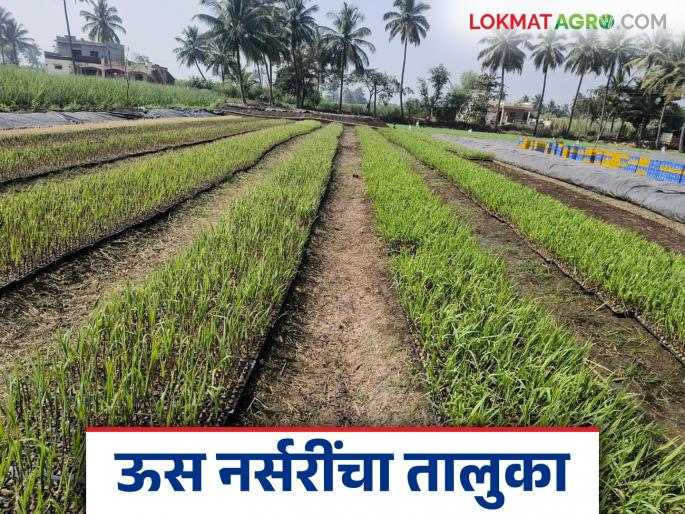 There are more than 600 nurseries in this taluka in Kolhapur district | Us Ropvatika : कोल्हापूर जिल्ह्यातील या तालुक्यात आहेत ६०० पेक्षा जास्त रोपवाटिका; रोपांना परराज्यातून मागणी