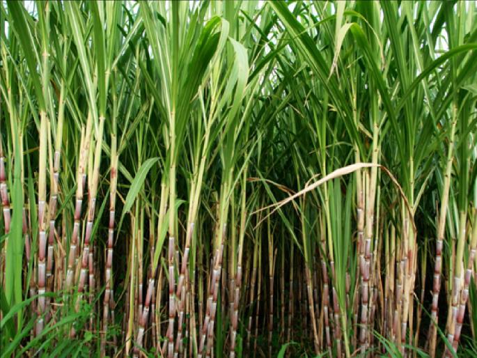 Sugarcane acreage in the state increased by 10 lakh acres in ten years | पैसा देणारं पीक; राज्यात दहा वर्षात ऊस क्षेत्रात १० लाख एकरची वाढ