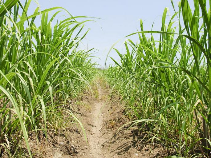 Latur: 4 hostels approved for children of sugarcane workers this year in Horpal, Latur district | Latur: ऊस तोड कामगारांच्या मुलांची यंदाही होरपळ, लातूर जिल्ह्यात ४ वसतिगृहांना मंजुरी Latur: 4 hostels approved for children of sugarcane workers this year in Horpal, Latur district | Latur: ऊस तोड कामगारांच्या मुलांची यंदाही होरपळ, लातूर जिल्ह्यात ४ वसतिगृहांना मंजुरी