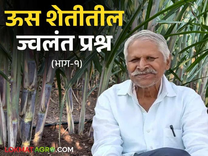 Us Sheti : Can't afford it, so how can we leave sugarcane farming? What do experts say, read in detail | Us Sheti : परवडत नाही, म्हणून ऊसशेती कशी सोडणार? काय म्हणता आहेत तज्ञ, वाचा सविस्तर Us Sheti : Can't afford it, so how can we leave sugarcane farming? What do experts say, read in detail | Us Sheti : परवडत नाही, म्हणून ऊसशेती कशी सोडणार? काय म्हणता आहेत तज्ञ, वाचा सविस्तर