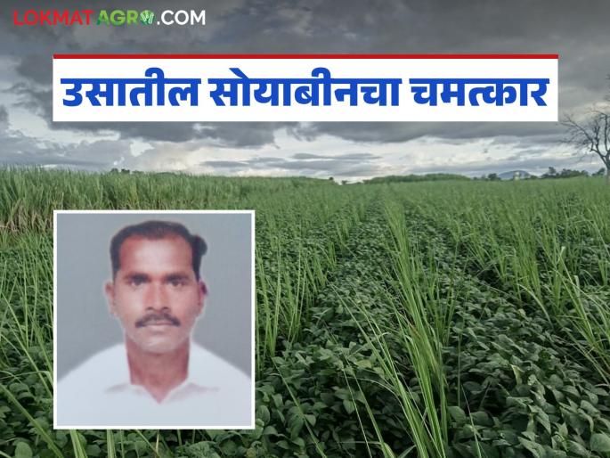 Intercropping soybeans with sugarcane worked wonders; 16.5 quintals in 32 gunthas and an income of 90 thousand | उसातील सोयाबीनच्या आंतरपिकाने केला चमत्कार; ३२ गुंठ्यांत साडेसोळा क्विंटल अन् ९० हजारांची कमाई