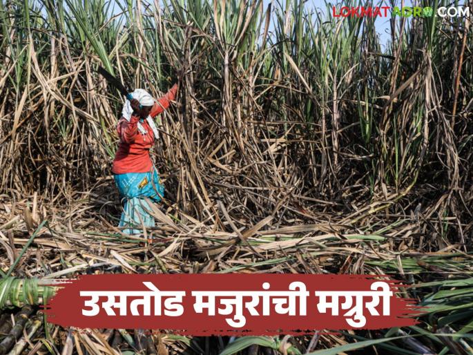 Sugarcane harvesting and hauling has given a blow to farmers; The loss is Rs 100 per ton | ऊस तोडणी व ओढणीने शेतकऱ्याला दिला झटका; प्रतिटनाला बसतोय शंभर रुपयांचा फटका