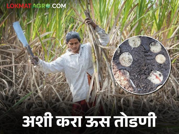 How to cutting sugarcane for get good tonnage and get good sugar recovery; read in detail | उसाचे वजन भरण्यासाठी व चांगल्या रिकव्हरीसाठी कशी कराल ऊस तोडणी; वाचा सविस्तर