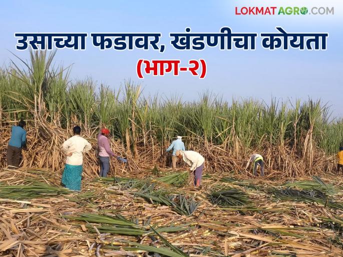 Sugarcane Farming : Did the sugarcane labor, Tractor drivers, Chitboy come from England? Our own peoples is cheated to farmers | Sugarcane Farming : तोडकरी, ट्रॅक्टरवाले, चिटबॉय इंग्लंडमधून आलेत काय? आपलाच माणूस बळीराजाच्या मुळावर Sugarcane Farming : Did the sugarcane labor, Tractor drivers, Chitboy come from England? Our own peoples is cheated to farmers | Sugarcane Farming : तोडकरी, ट्रॅक्टरवाले, चिटबॉय इंग्लंडमधून आलेत काय? आपलाच माणूस बळीराजाच्या मुळावर