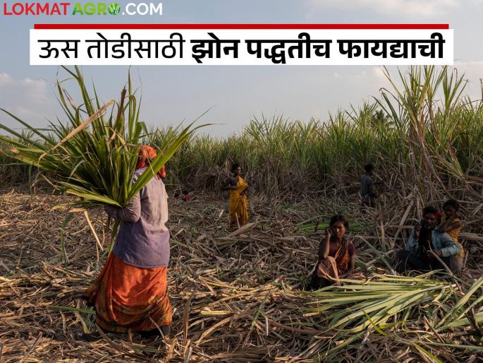 Sugarcane Harvesting : What if the sugar factory refuses to harvesting the sugarcane? | Sugarcane Harvesting : साखर कारखान्याने ऊस नेण्यास नकार दिला तर? Sugarcane Harvesting : What if the sugar factory refuses to harvesting the sugarcane? | Sugarcane Harvesting : साखर कारखान्याने ऊस नेण्यास नकार दिला तर?