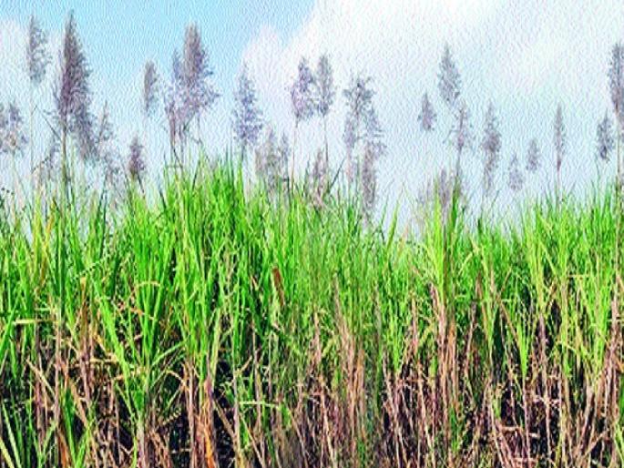 Due to the early flowering of sugarcane this year, there is a big reduction in weight | उसाला तुरा, वजनाला मारा, शेतकऱ्यांवर अडचणींचा फेरा; पश्चिम महाराष्ट्र, मराठवाड्यात 'इतक्या' टक्क्यांपर्यंत घट Due to the early flowering of sugarcane this year, there is a big reduction in weight | उसाला तुरा, वजनाला मारा, शेतकऱ्यांवर अडचणींचा फेरा; पश्चिम महाराष्ट्र, मराठवाड्यात 'इतक्या' टक्क्यांपर्यंत घट