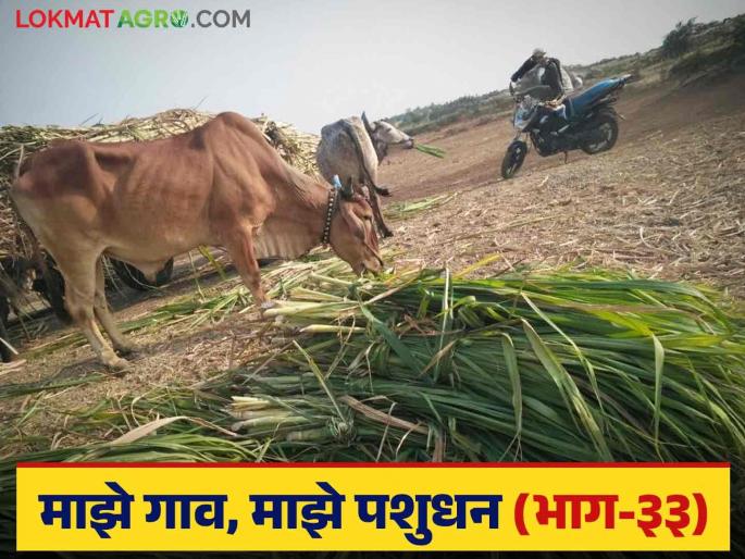 How appropriate is it to feed sugarcane stalks to animals; what are the consequences? Read in detail | जनावरांना ऊस वाढे खायला देणं कितपत योग्य; त्याचे परिणाम काय? वाचा सविस्तर How appropriate is it to feed sugarcane stalks to animals; what are the consequences? Read in detail | जनावरांना ऊस वाढे खायला देणं कितपत योग्य; त्याचे परिणाम काय? वाचा सविस्तर