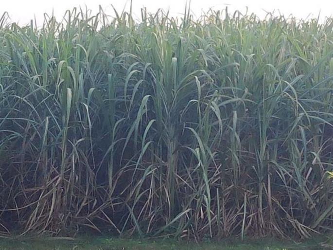 Powdered sugarcane wasted due to sugarcane crop | तळोद्यात पाण्याअभावी उसाचे पिक आले धोक्यात Powdered sugarcane wasted due to sugarcane crop | तळोद्यात पाण्याअभावी उसाचे पिक आले धोक्यात