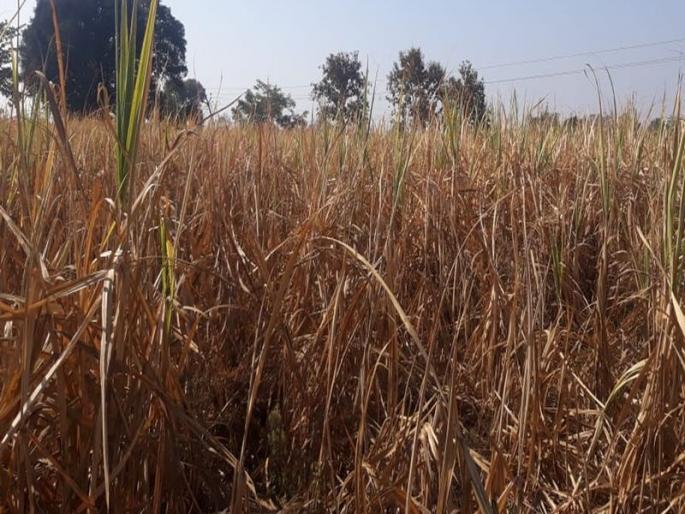 Inflation of white / dry fish on sugarcane | ऊसावर पांढ_या माशीचा प्रादुर्भाव Inflation of white / dry fish on sugarcane | ऊसावर पांढ_या माशीचा प्रादुर्भाव